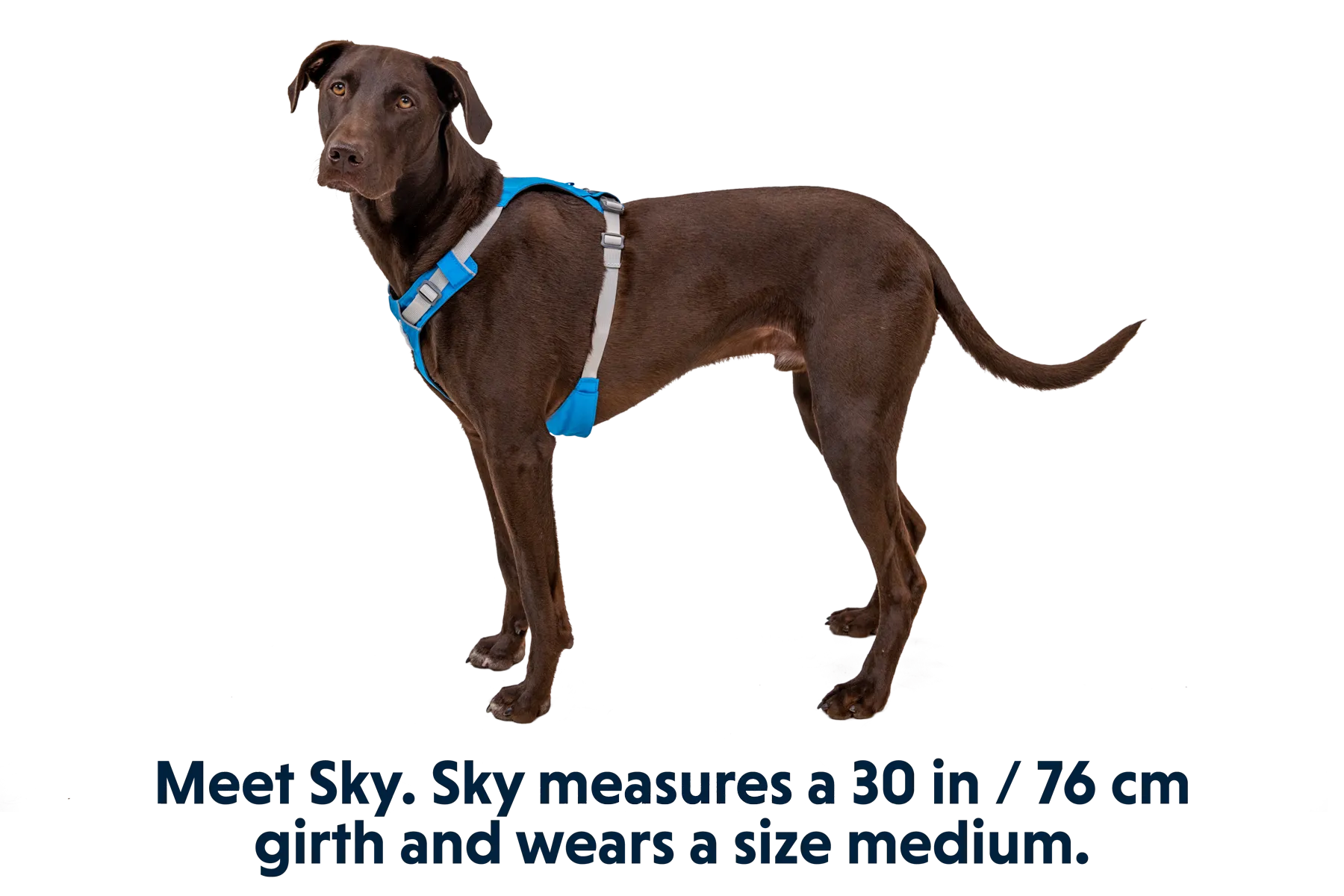 Hi & Light™ Lightweight Dog Harness