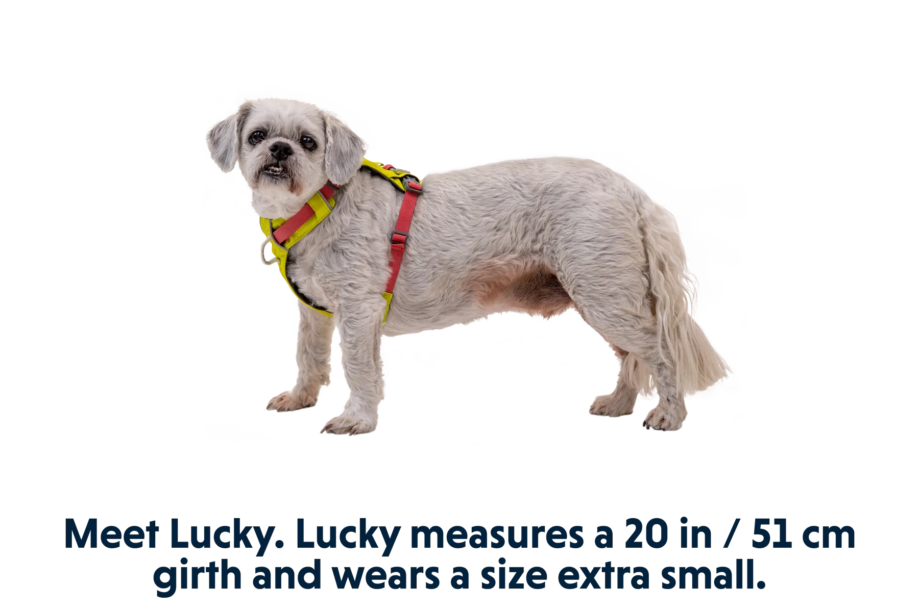 Hi & Light™ Lightweight Dog Harness