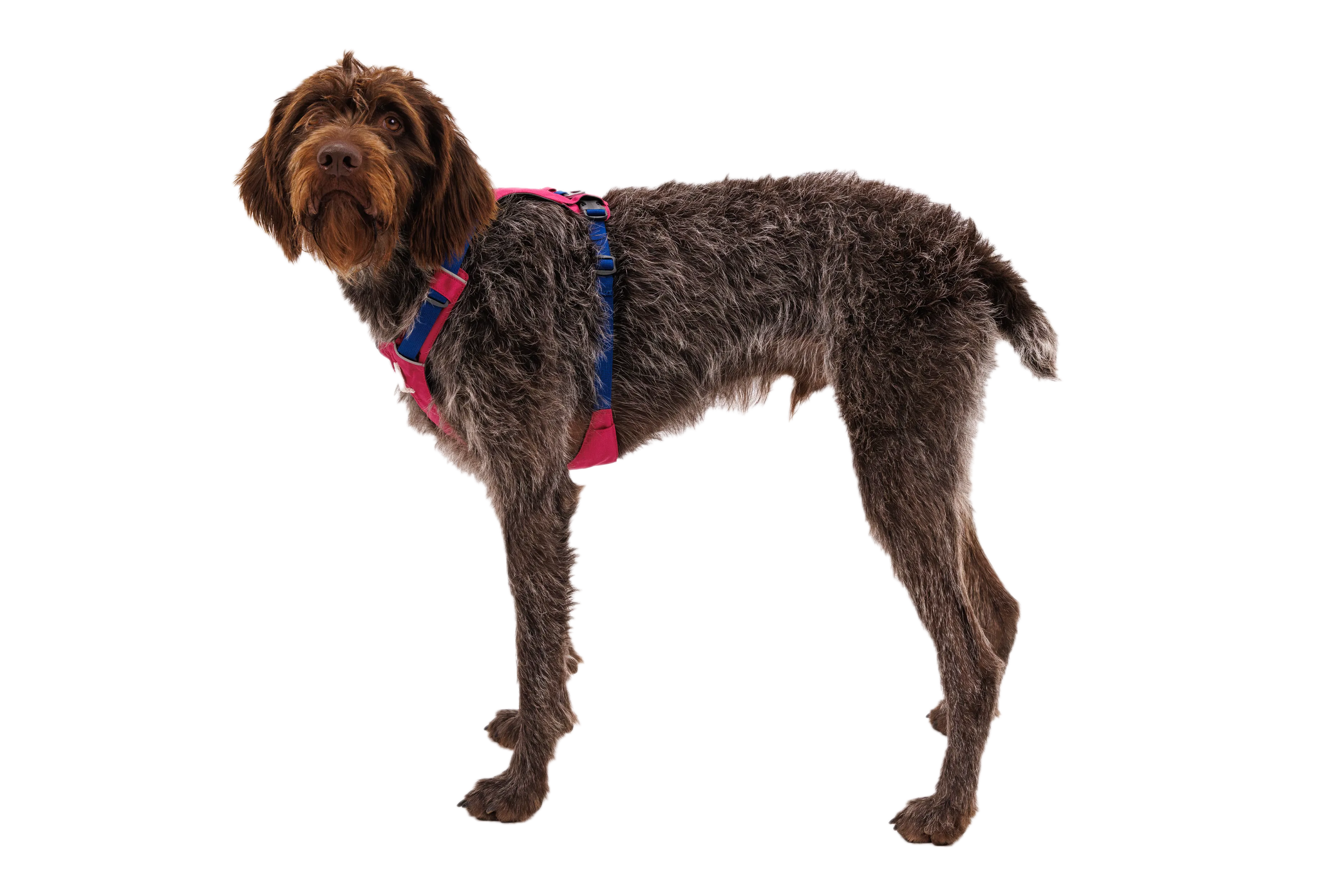 Hi & Light™ Lightweight Dog Harness